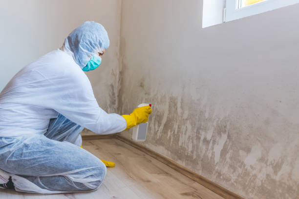 Licensed Basement Mold Removal service in Mantoloking, NJ - WQB Mold Removal