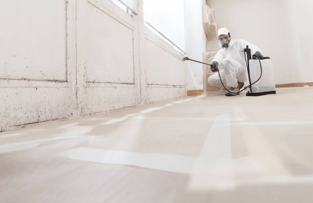 24/7 Emergency Basement Mold Removal experts in Mantoloking, NJ