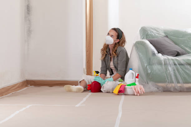Reliable Basement Mold Removal contractor in Mantoloking, NJ by WQB Mold Removal