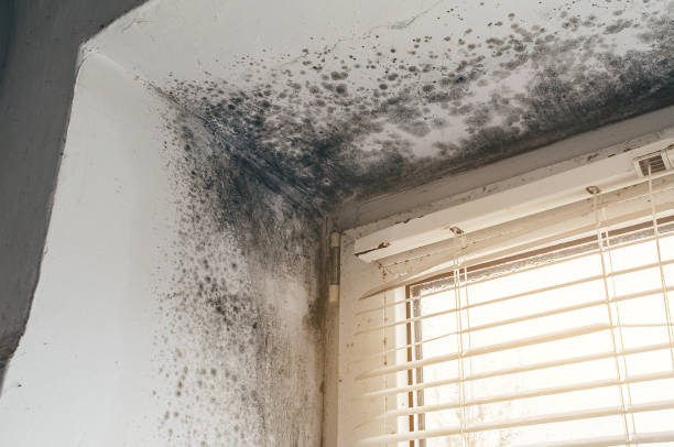 Affordable Basement Mold Removal solutions in Mantoloking, NJ